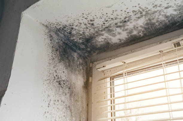 Affordable Mold Remediation solutions in Belvidere, NC